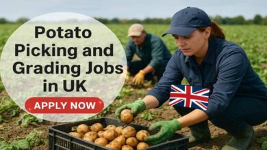 Potato Picking and Grading Jobs in UK
