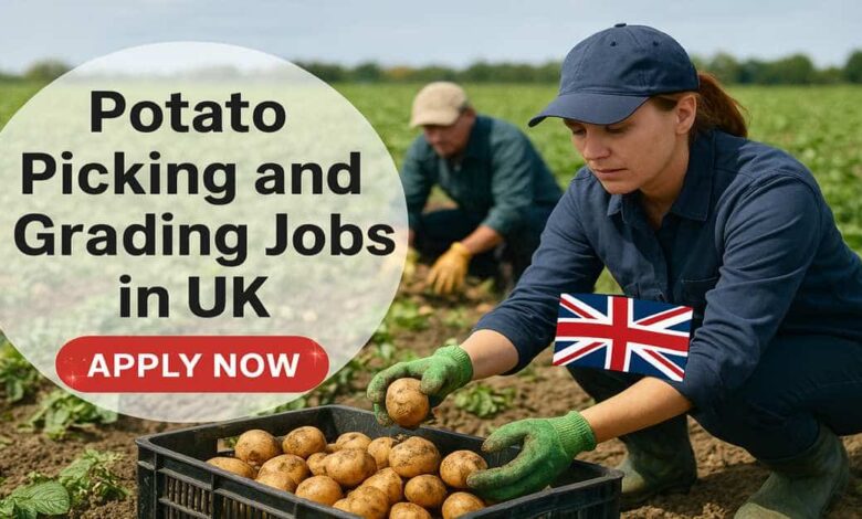 Potato Picking and Grading Jobs in UK