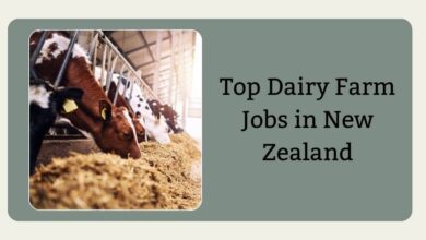 Top Dairy Farm Jobs in New Zealand