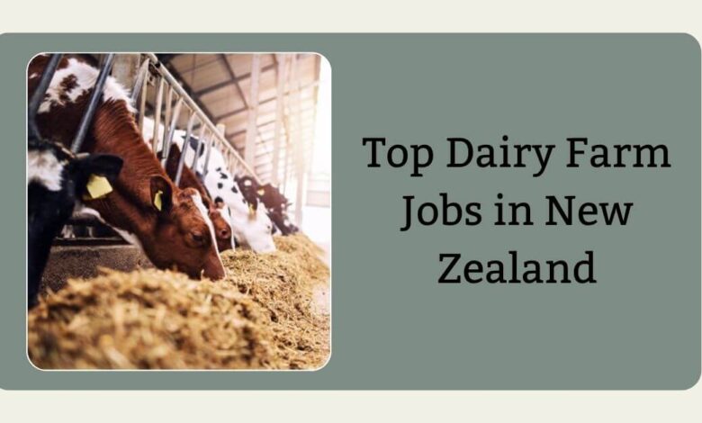 Top Dairy Farm Jobs in New Zealand