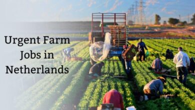 Urgent Farm Jobs in Netherlands