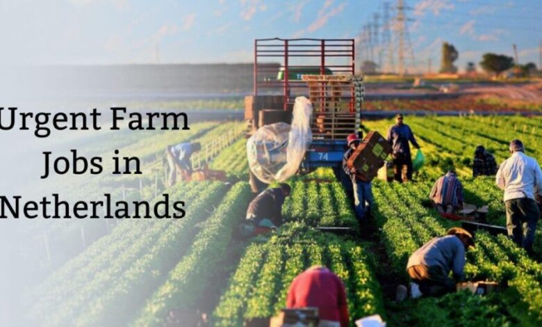 Urgent Farm Jobs in Netherlands