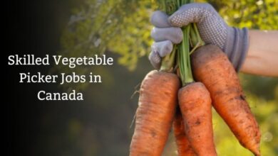 Skilled Vegetable Picker Jobs in Canada