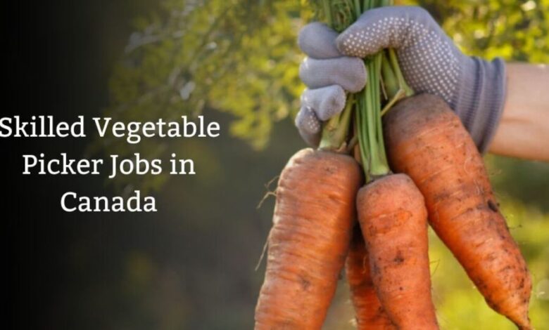 Skilled Vegetable Picker Jobs in Canada