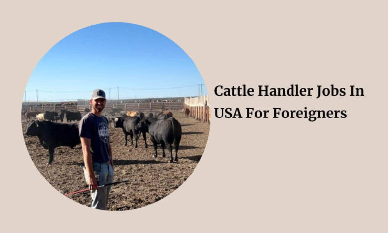Cattle Handler Jobs In USA For Foreigners