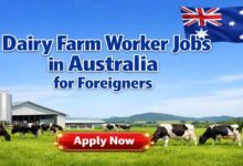 Dairy Farm Worker Jobs in Australia for Foreigners