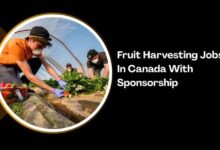 Fruit Harvesting Jobs In Canada With Sponsorship
