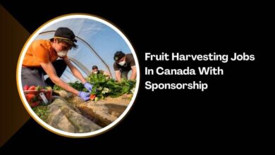 Fruit Harvesting Jobs In Canada With Sponsorship