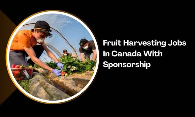 Fruit Harvesting Jobs In Canada With Sponsorship
