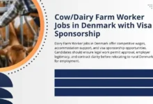 Cow/Dairy Farm Worker Jobs in Denmark with Visa Sponsorship